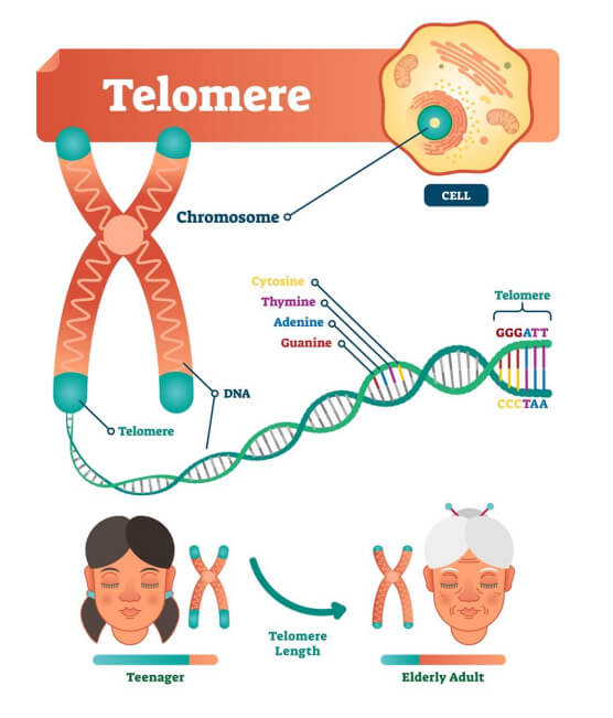 Telomere