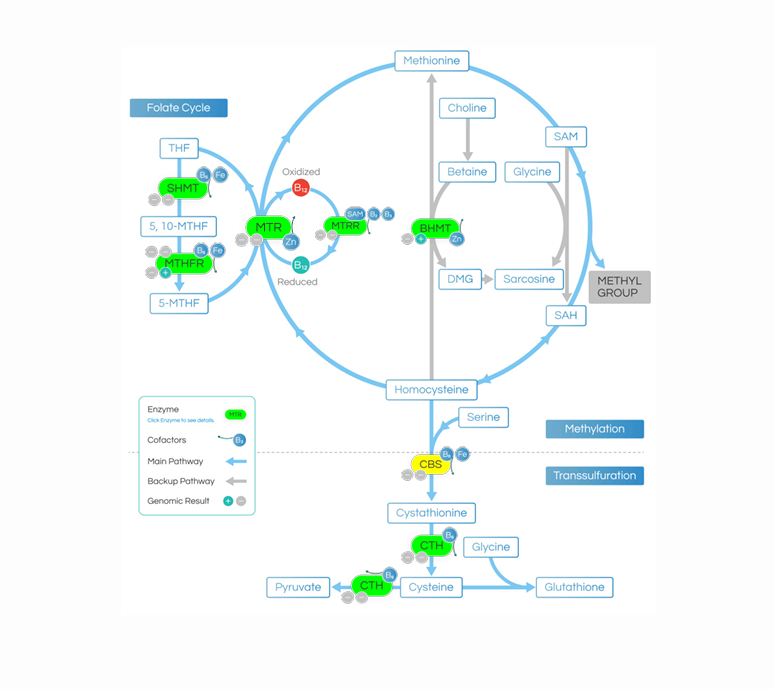 DNA Methylation